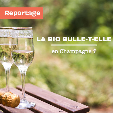 Terroirs et territoires : la bio bulle-t-elle en Champagne ? 